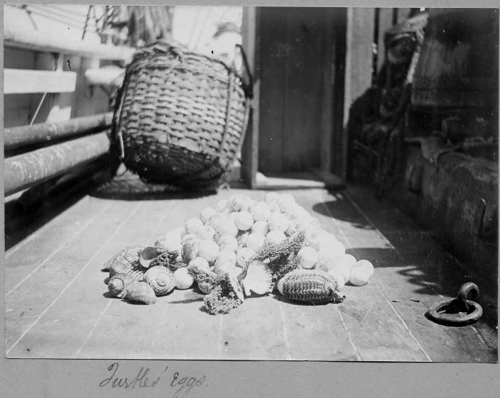 Image of the daily catch.
